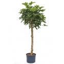 Schefflera arboricola stam XL hydrocultuur plant