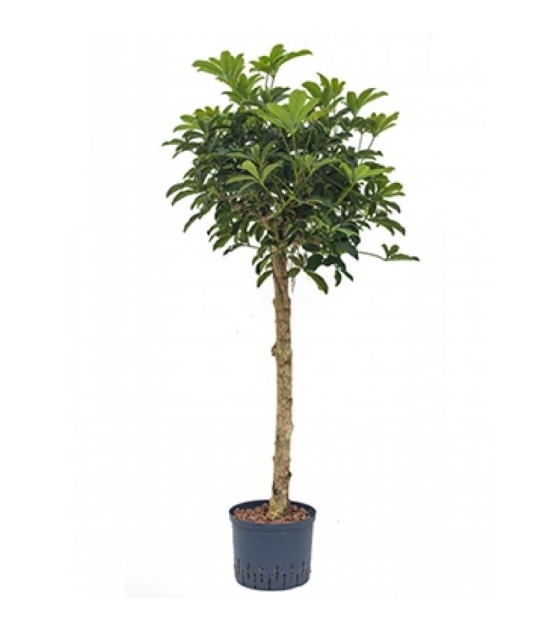 Schefflera arboricola stam XL hydrocultuur plant
