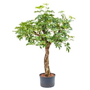 Schefflera arboricola stam L hydrocultuur plant