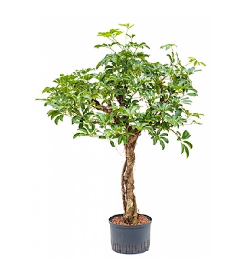 Schefflera arboricola stam L hydrocultuur plant