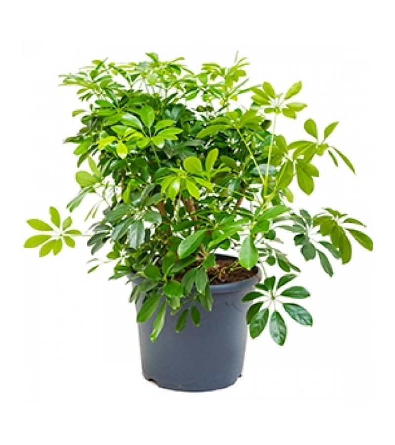 Schefflera arboricola L kamerplant