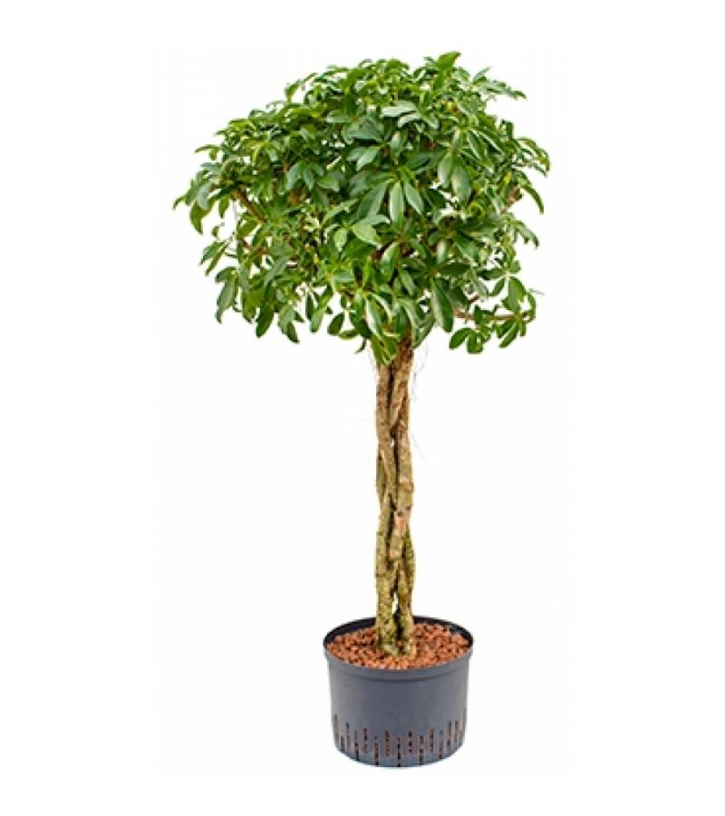 Schefflera arboricola gevlochten M hydrocultuur plant