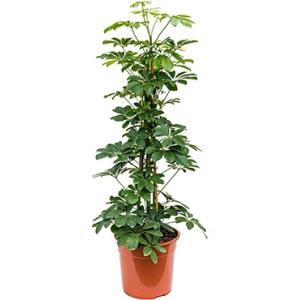 Schefflera arboricola toef M kamerplant