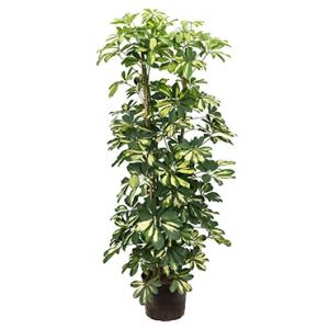 Dagaanbieding - Schefflera gold capella 4pp hydrocultuur plant dagelijkse koopjes