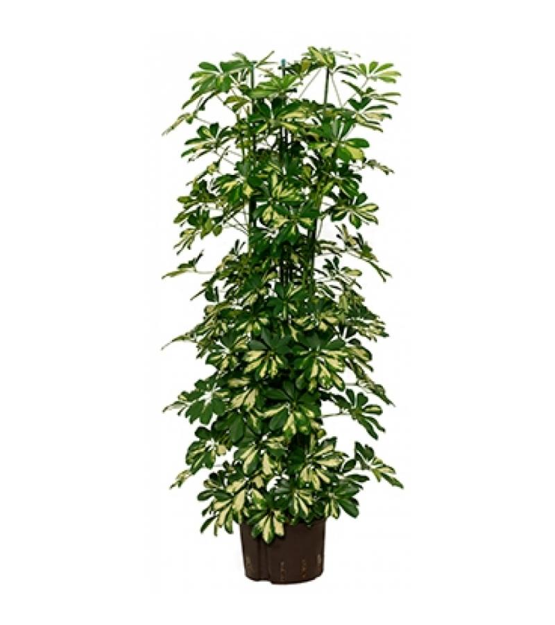 Schefflera gold capella 6pp hydrocultuur plant