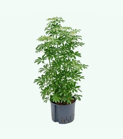Schefflera louisiana hydrocultuur plant