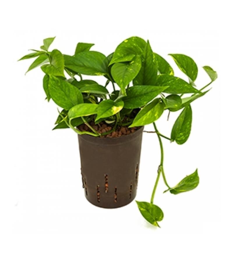 Scindapsus Aureus (Pothos) In Vaso 15 Cm - Pianta Da Interno Rampicante Con Foglie Verdi E Oro, Altezza 60 Cm