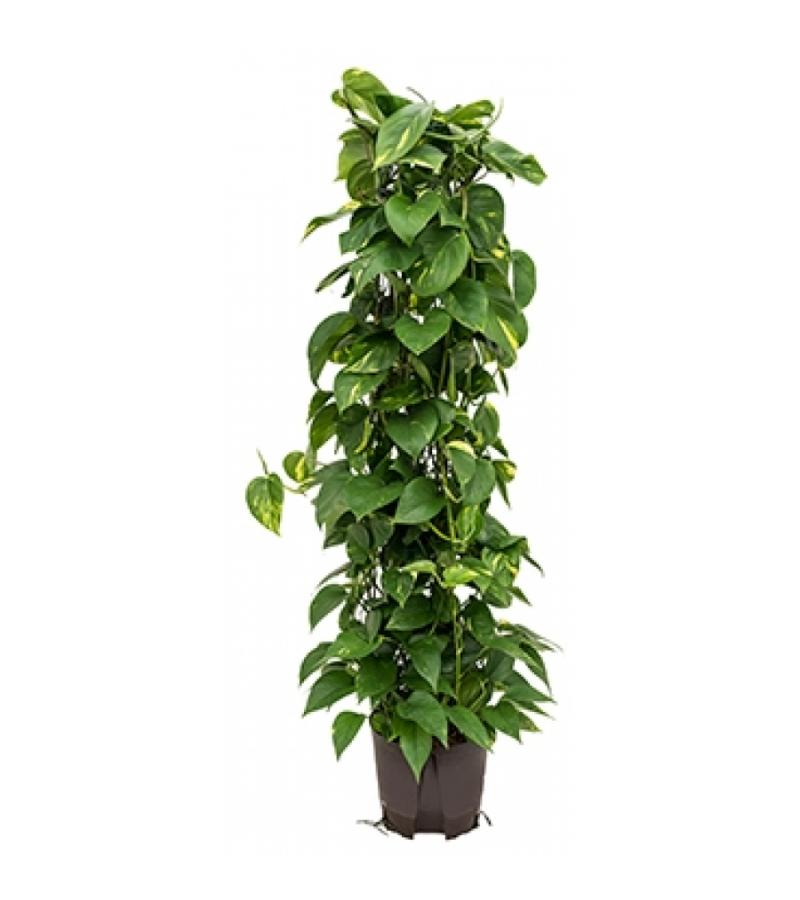Scindapsus Epipremnum aureum 120 hydrocultuur plant