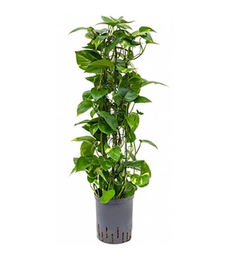 Scindapsus Epipremnum aureum 80 hydrocultuur plant