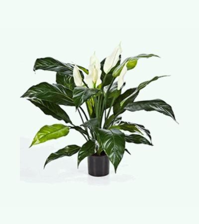 Kunstplant Spathiphyllum L