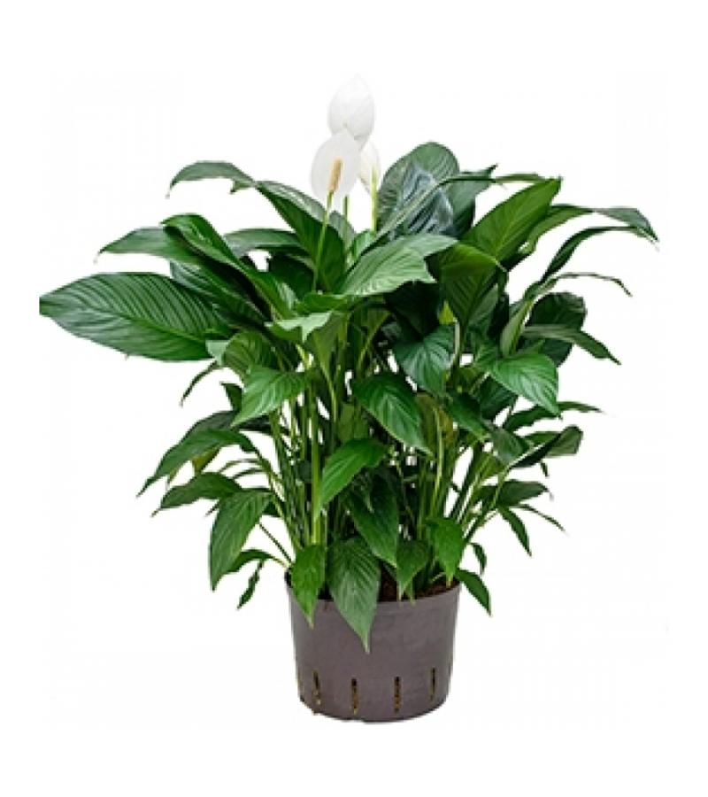 Lepelplant Spathiphyllum gokyo L hydrocultuur plant