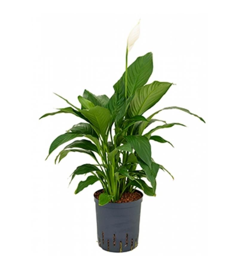 Lepelplant Spathiphyllum gokyo M hydrocultuur plant