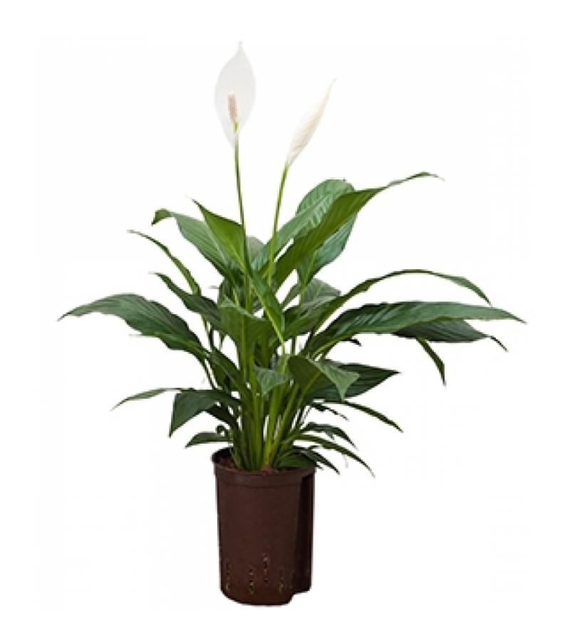 Lepelplant Spathiphyllum mont blanc hydrocultuur plant
