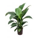 Lepelplant Spathiphyllum sensation S hydrocultuur plant