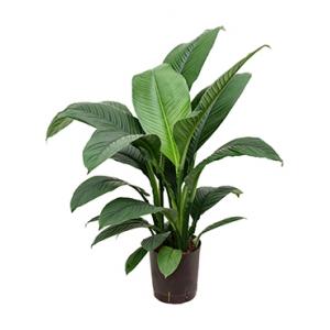 Spathiphyllum sensation S hydrocultuur plant