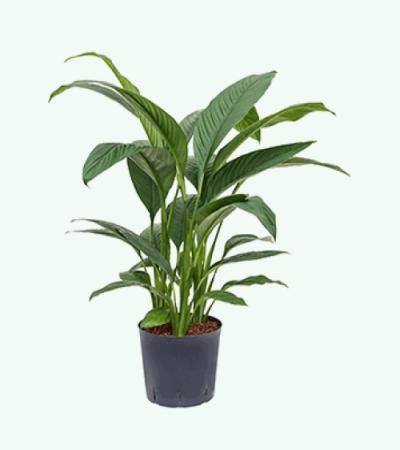 Lepelplant Spathiphyllum sensation M hydrocultuur plant