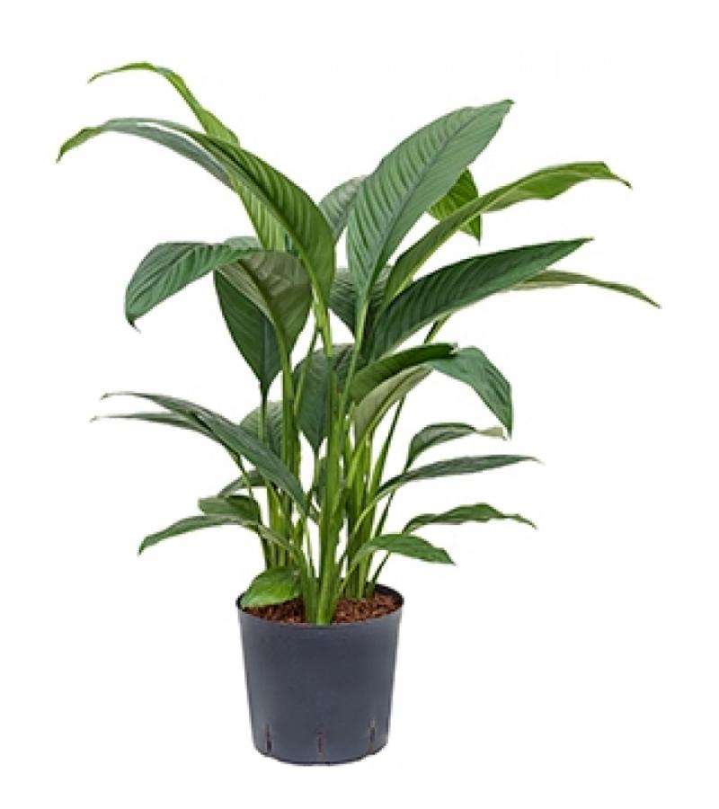 Lepelplant Spathiphyllum sensation M hydrocultuur plant