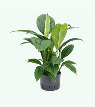 Lepelplant Spathiphyllum sensation L hydrocultuur plant