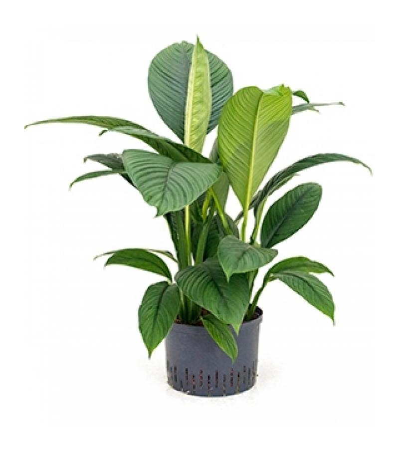 Lepelplant Spathiphyllum sensation L hydrocultuur plant