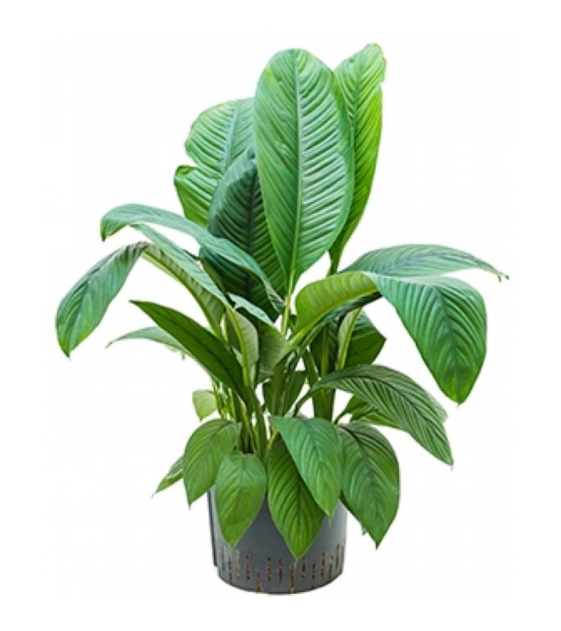 Spathiphyllum sensation XL hydrocultuur plant