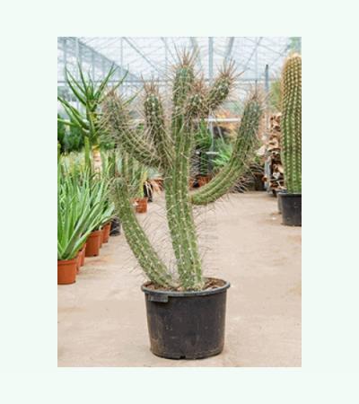 Stetsonia cactus coryne XL kamerplant