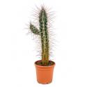 Stetsonia cactus mirabellis L kamerplant