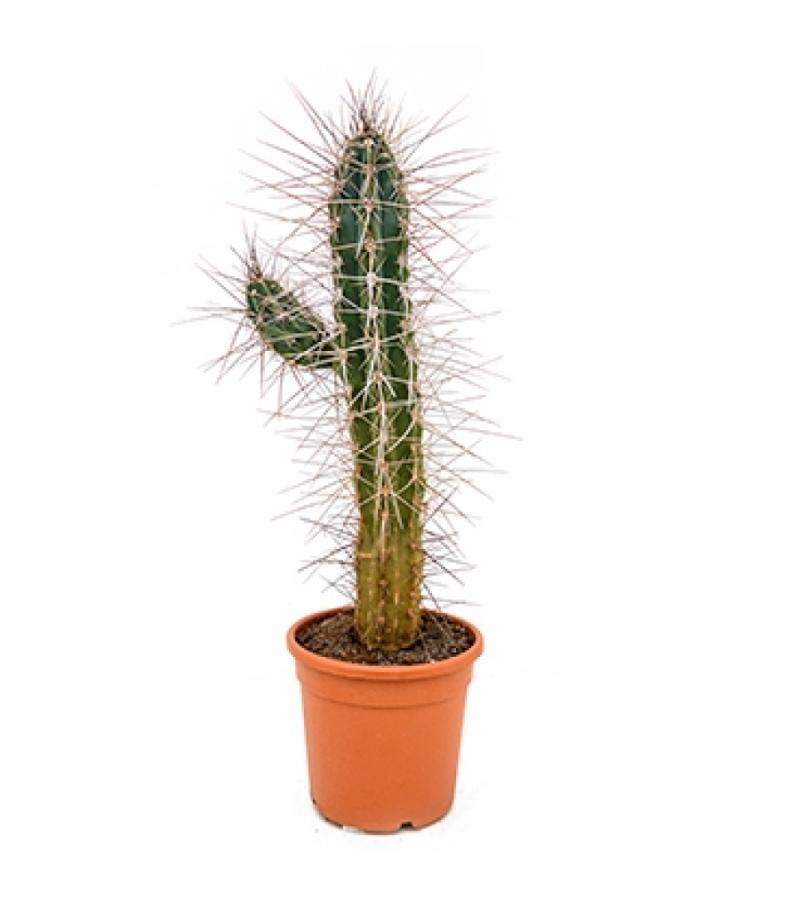 Stetsonia cactus mirabellis L kamerplant