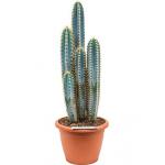 Stezonia cactus coryne S kamerplant