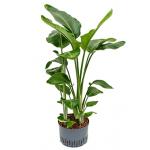 Strelitzia nicolai L hydrocultuur plant