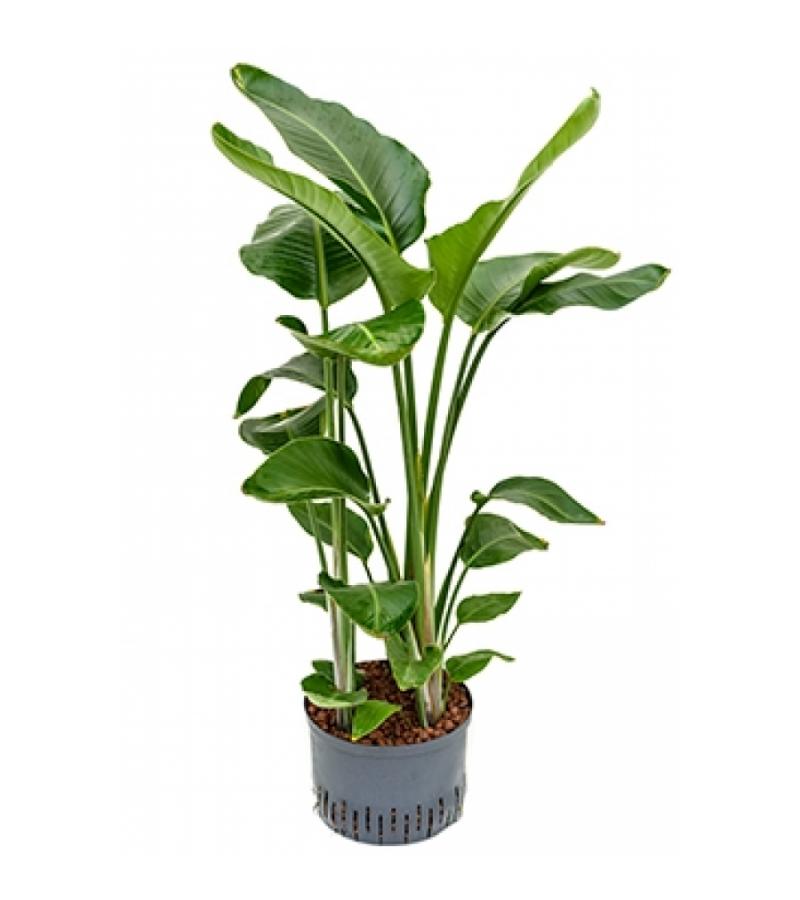 Strelitzia nicolai L hydrocultuur plant