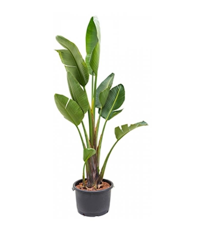 Strelitzia nicolai XL hydrocultuur plant