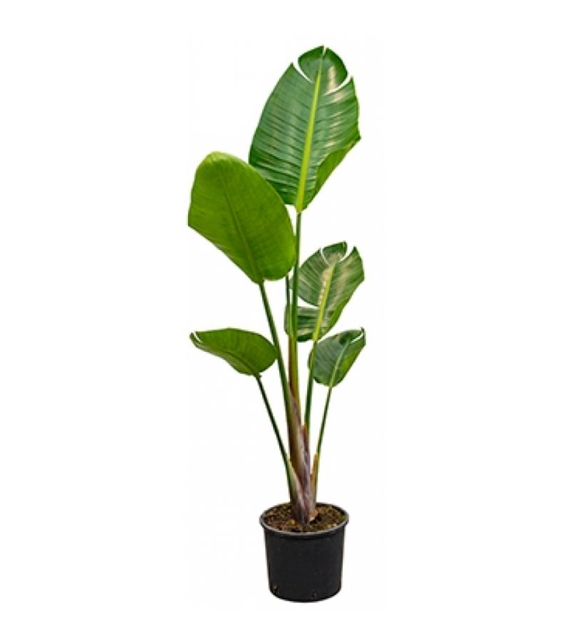Strelitzia nicolai S kamerplant