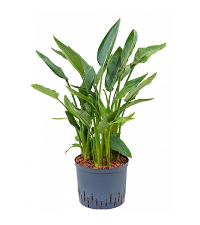 Strelitzia reginae hydrocultuur plant