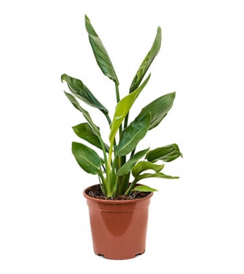Strelitzia reginae S kamerplant