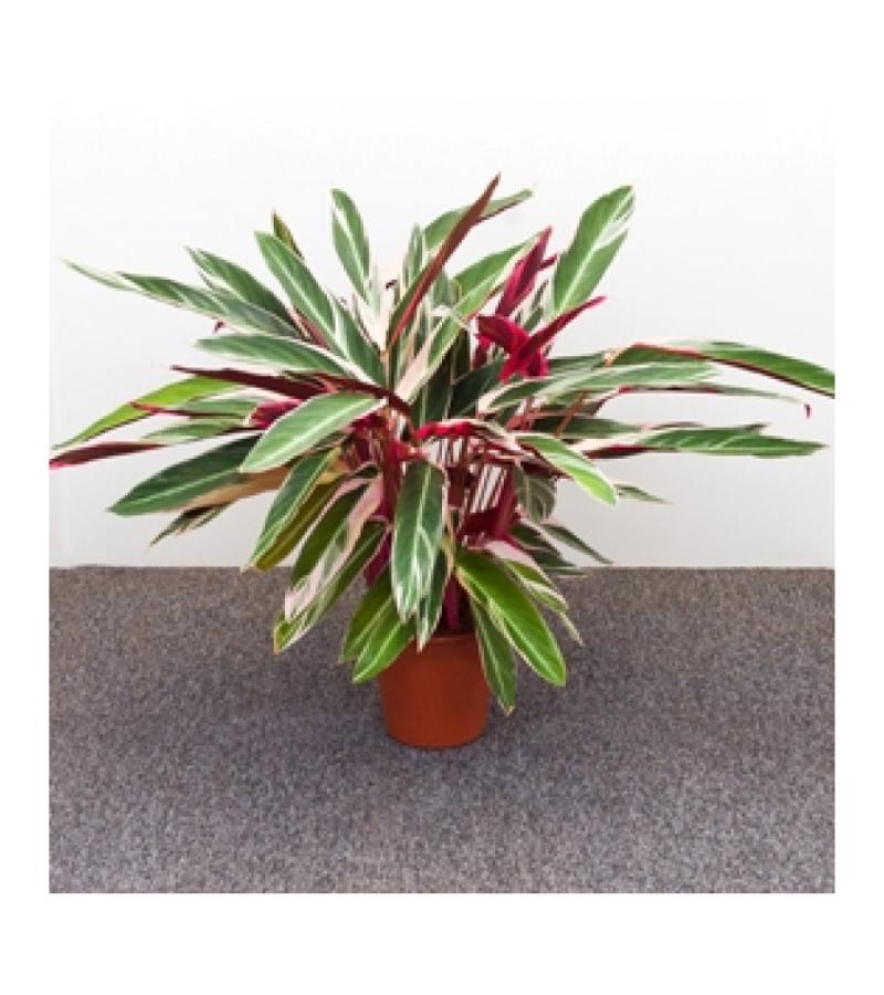 Calathea stromanthe triostar S kamerplant