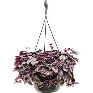 Tradescantia zebrina purple hangplant