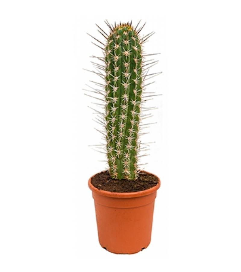 Trichocereus cactus chilensis M kamerplant