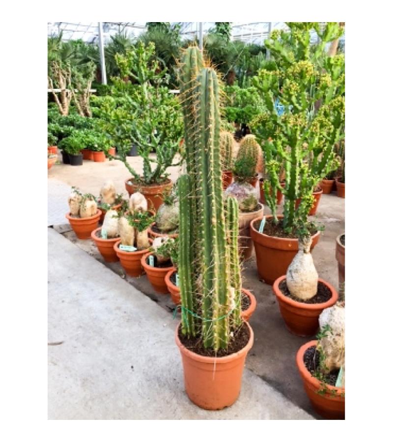 Trichocereus cactus pachanoi M kamerplant