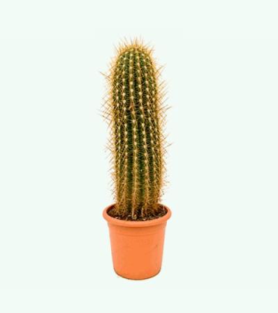 Trichocereus cactus pasacana XL kamerplant