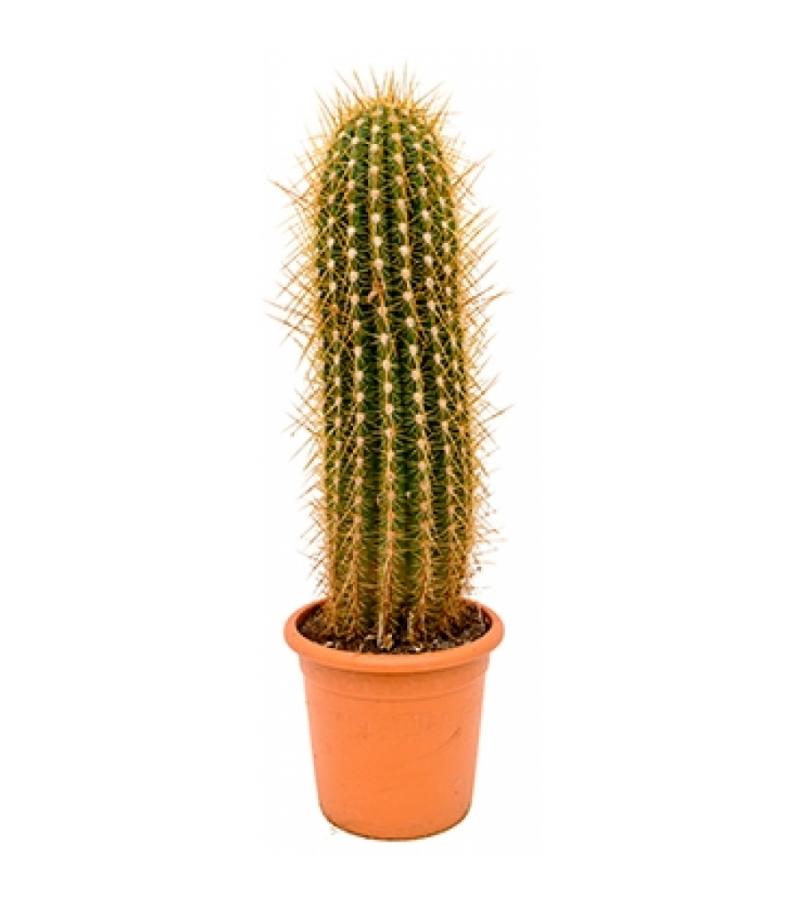Trichocereus cactus pasacana XL kamerplant
