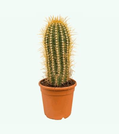 Trichocereus cactus pasacana M kamerplant