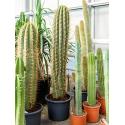 Trichocereus cactus terschechii XL kamerplant