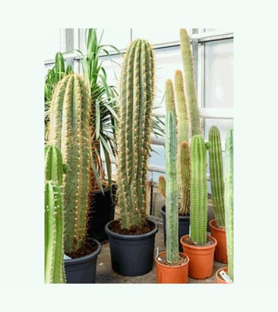 Trichocereus cactus terschechii XL kamerplant
