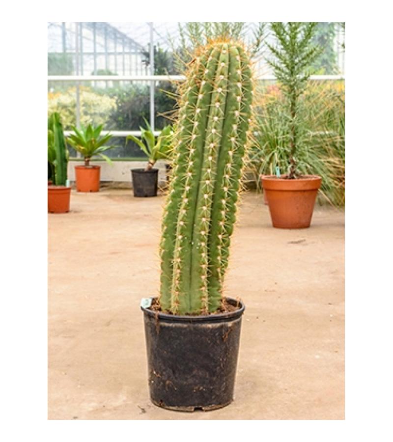 Trichocereus cactus terschechii L kamerplant
