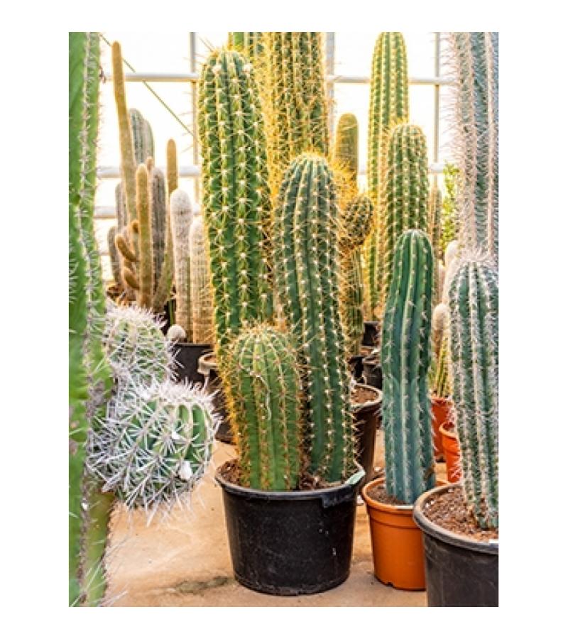 Trichocereus cactus terschechii trio kamerplant