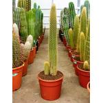 Vatricania cactus guentheri L kamerplant