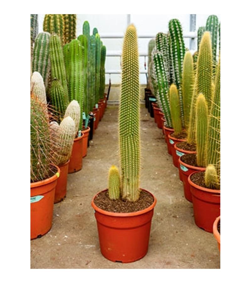 Vatricania cactus guentheri L kamerplant