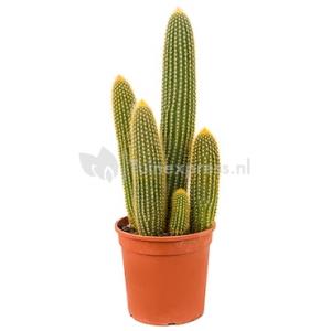 Dagaanbieding - Vatricania cactus guentheri M kamerplant dagelijkse aanbiedingen