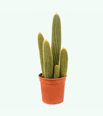 Vatricania cactus guentheri M kamerplant