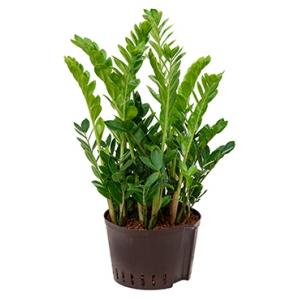 Zamioculcas zamiifolia XL hydrocultuur plant